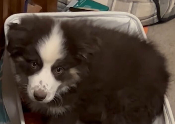 オモチャ箱に入って元気に遊び回っているのは・・、ぬいぐるみの様に愛らしい子犬でした！！【アメリカ・動画】