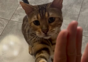 とってもお利口なおしゃべり猫。待てもできるしスピンにハイタッチ、お返事も得意です！！【海外・動画】