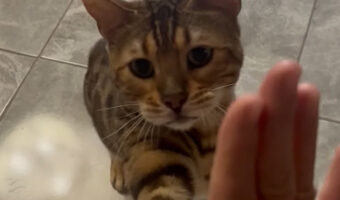 とってもお利口なおしゃべり猫。待てもできるしスピンにハイタッチ、お返事も得意です！！【海外・動画】