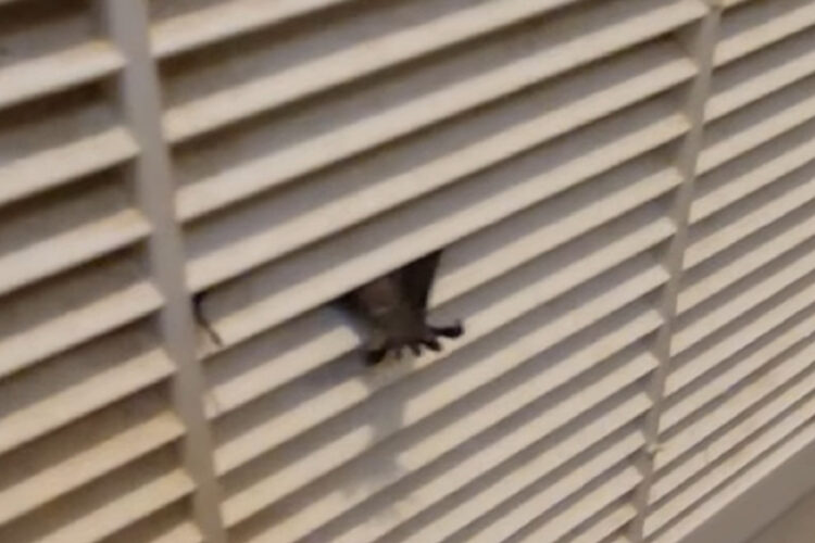 通気口から差し出される小さなおてて。蓋を外すとそこにいたのは！？