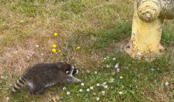 警戒した様子で威嚇をするアライグマの赤ちゃん。その視線の先には・・消火栓が!!【アメリカ・動画】
