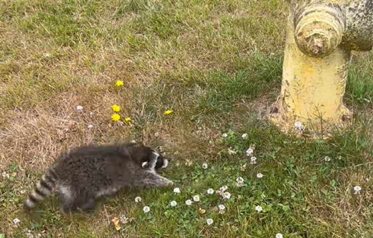 警戒した様子で威嚇をするアライグマの赤ちゃん。その視線の先には・・消火栓が！！【アメリカ・動画】