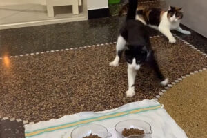ごはんにダッシュでやってきた愛猫たち。黒白猫が優勢かと思われたレースの結末はまさかのものに！！【海外・動画】