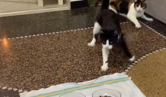 ごはんにダッシュでやってきた愛猫たち。黒白猫が優勢かと思われたレースの結末はまさかのものに！！【海外・動画】