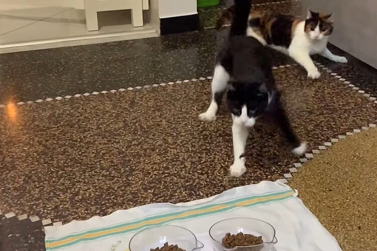 ごはんにダッシュでやってきた愛猫たち。黒白猫が優勢かと思われたレースの結末はまさかのものに！！【海外・動画】
