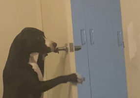 スタッフィーの特技はドアを開けること！？お家のいろんなドアを開けていきます！！【海外・動画】