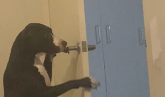 スタッフィーの特技はドアを開けること！？お家のいろんなドアを開けていきます！！【海外・動画】