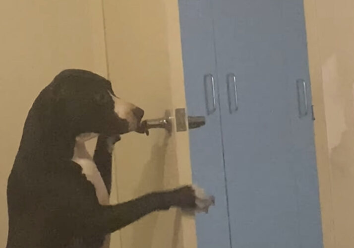 スタッフィーの特技はドアを開けること！？お家のいろんなドアを開けていきます！！【海外・動画】