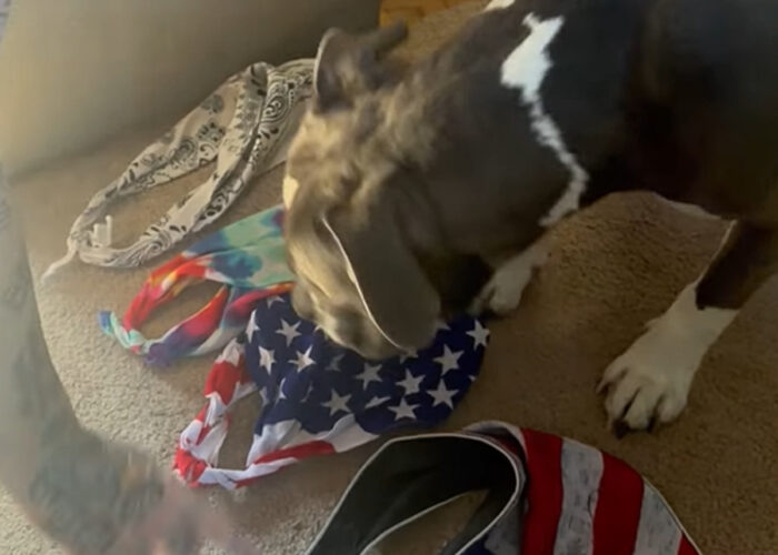 ピットブルはオシャレさん？今日着るバンダナは自分で選びます！！【アメリカ・動画】