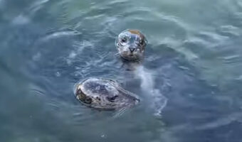 海岸沿いに姿をあらわしたアザラシの親子。挨拶するようにどんどん近付いてきてくれます！！【海外・動画】