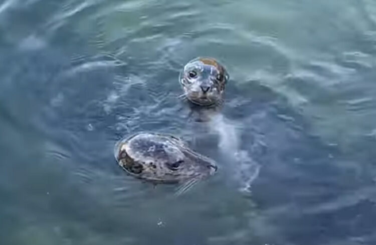 海岸沿いに姿をあらわしたアザラシの親子。挨拶するようにどんどん近付いてきてくれます！！【海外・動画】