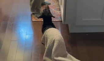 『ある言葉』を聞いて目を覚ました愛犬。起きたばかりだからか、体にブランケットがかかったままですよ!!【アメリカ・動画】