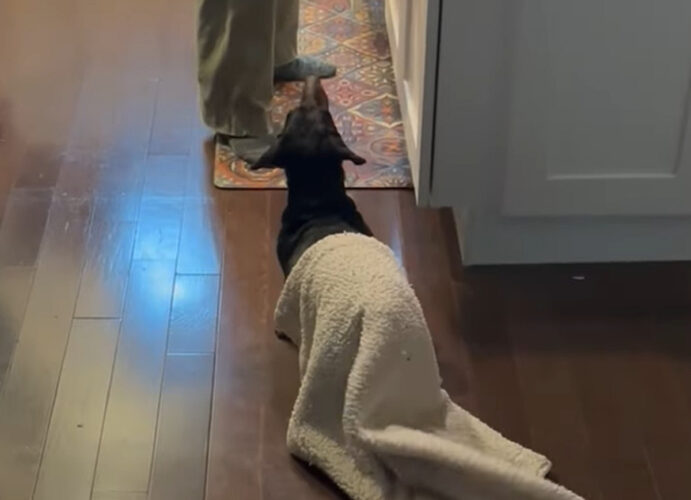 『ある言葉』を聞いて目を覚ました愛犬。起きたばかりだからか、体にブランケットがかかったままですよ！！【アメリカ・動画】