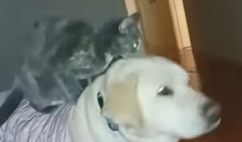 深夜に始まったロデオイベント。猫は移動する犬の背中から落ちないように踏ん張ります!!