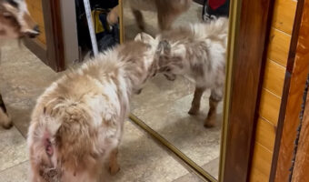 ライバルと激戦を繰り広げるヤギ。頭突きをし合うその相手は・・鏡に写った自分です！！