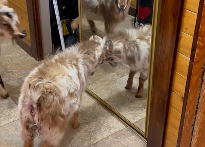 ライバルと激戦を繰り広げるヤギ。頭突きをし合うその相手は・・鏡に写った自分です！！