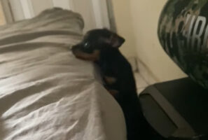 ベッドの上まで移動したい小型犬。よいしょよいしょとよじ登り・・【海外・動画】