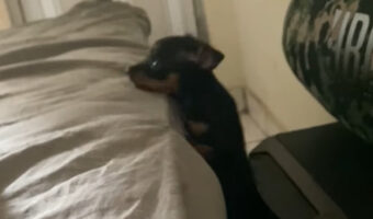 ベッドの上まで移動したい小型犬。よいしょよいしょとよじ登り・・【海外・動画】