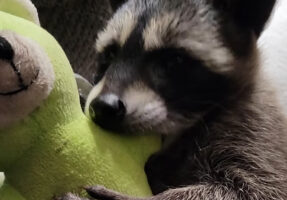 お気に入りのオモチャで遊ぶアライグマ。大好きなぬいぐるみは絶対はなさない！！