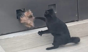 外の様子をうかがった愛犬に悲劇が。外に頭を出したらちょうどそこにいた黒猫に叩かれちゃいました！！【海外・動画】