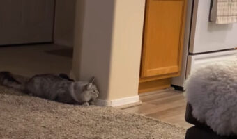 物陰に身を潜める猫。お友達を驚かそうとしているみたいですが・・うまくいくんでしょうか?【アメリカ・動画】