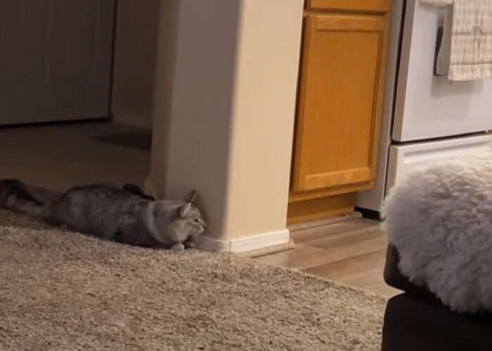 物陰に身を潜める猫。お友達を驚かそうとしているみたいですが・・うまくいくんでしょうか？【アメリカ・動画】