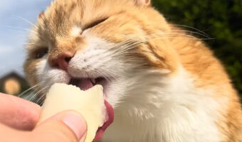 暑い日のおやつはやっぱしメロン!?ジューシーで美味しいみたいで猫は夢中で食べています!!