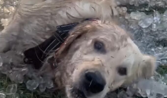 救助犬も暑い日は大変！氷の差し入れをもらってみんな大喜び！！【アメリカ・動画】