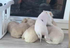 団子になって寝ているゴールデンレトリバーの赤ちゃんたち。そこにもう1匹やってきましたよ！！【アメリカ・動画】