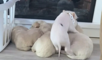 団子になって寝ているゴールデンレトリバーの赤ちゃんたち。そこにもう1匹やってきましたよ!!【アメリカ・動画】