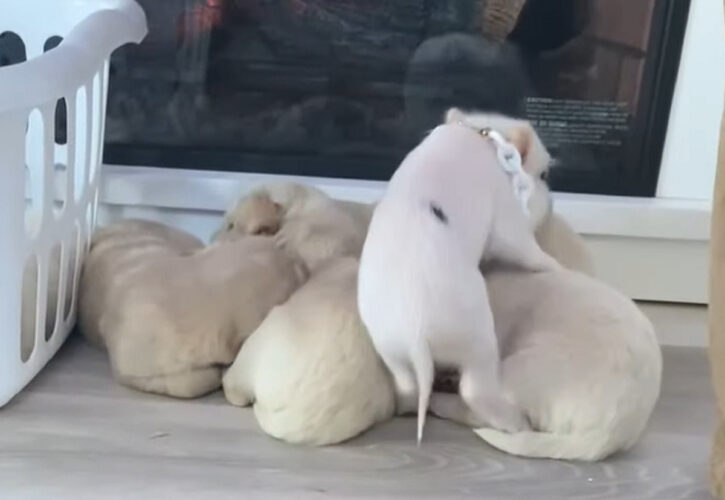 団子になって寝ているゴールデンレトリバーの赤ちゃんたち。そこにもう1匹やってきましたよ！！【アメリカ・動画】