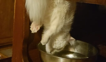 椅子に置かれた水を飲む猫。だけどその体勢は・・飲みにくくない??