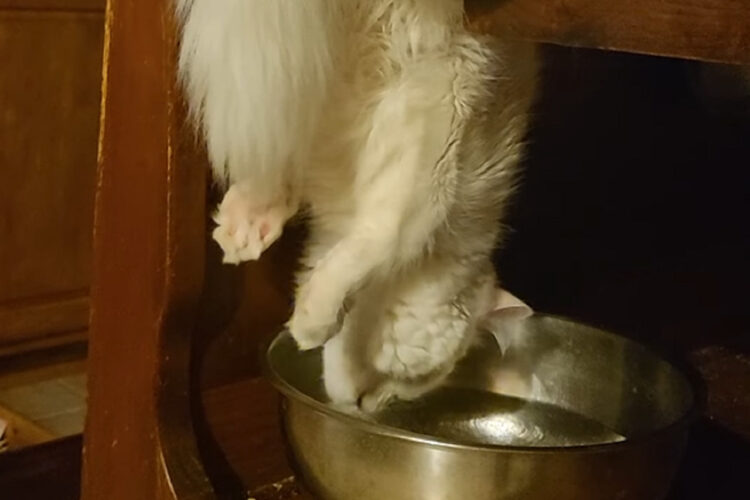 椅子に置かれた水を飲む猫。だけどその体勢は・・飲みにくくない？？