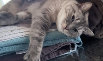 せっかく畳んだのに・・。猫が気持ちよさそうにお昼寝しているのは洗濯物の山の中腹です!!【アメリカ・動画】