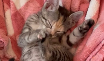 ママが恋しい子猫。宙をコネコネしながら自分の後ろ足をしゃぶる姿に心打たれる人が続出!!【アメリカ・動画】