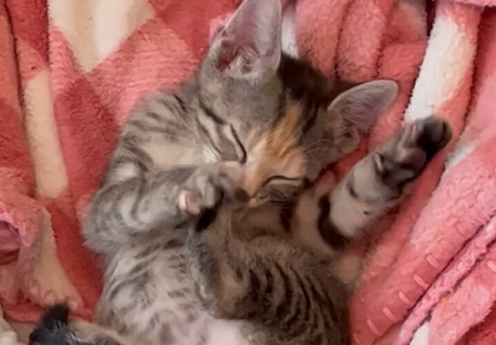 ママが恋しい子猫。宙をコネコネしながら自分の後ろ足をしゃぶる姿に心打たれる人が続出！！【アメリカ・動画】