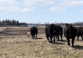 立場逆転？牧畜犬が牛に追いかけられ逃げ惑っていますよ！！【アメリカ・動画】