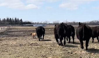 立場逆転？牧畜犬が牛に追いかけられ逃げ惑っていますよ！！【アメリカ・動画】
