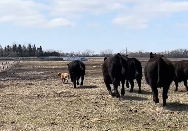立場逆転？牧畜犬が牛に追いかけられ逃げ惑っていますよ！！【アメリカ・動画】