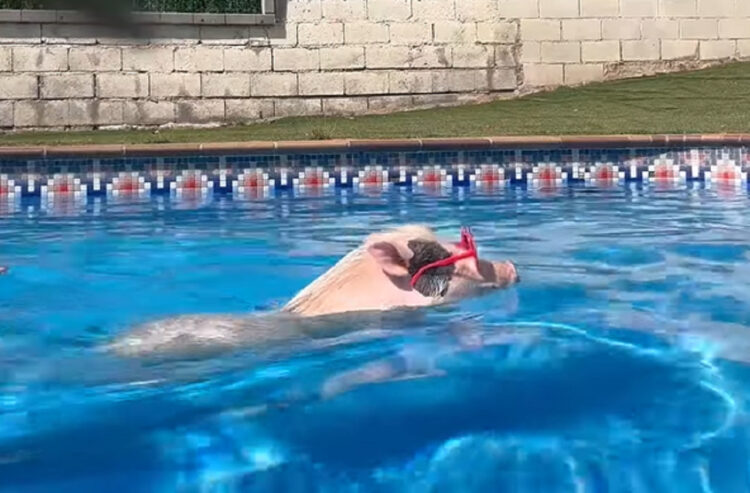 プールを満喫するブタ。かわいいサングラスをかけて上手に泳いでいます！！【海外・動画】