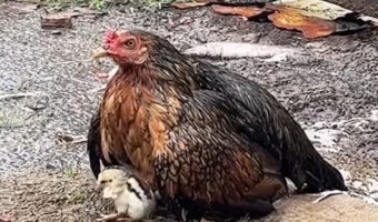 母は強し!メンドリはヒナが濡れないように守るため、その場から動きません!!【海外・動画】