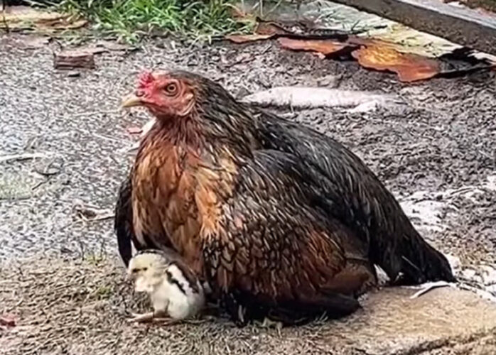 母は強し！メンドリはヒナが濡れないように守るため、その場から動きません！！【海外・動画】