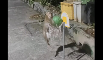 ボール遊びをするサル。何度だってダンクシュートをキメてみせます！！【海外・動画】