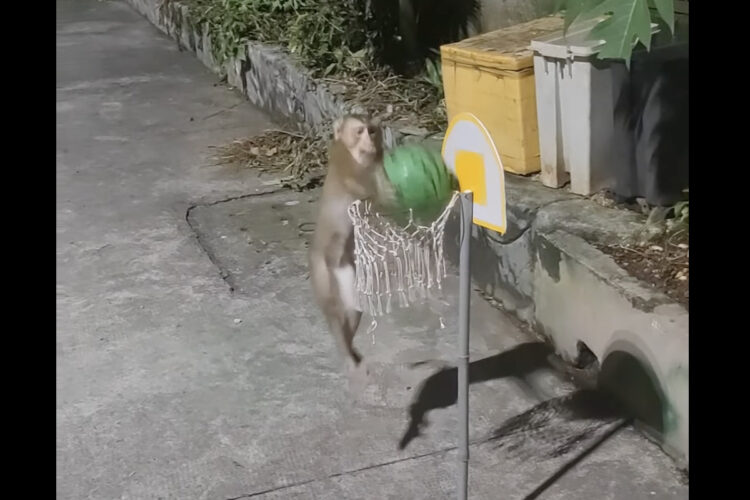 ボール遊びをするサル。何度だってダンクシュートをキメてみせます！！【海外・動画】