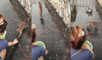 「猿も木から落ちる」ならぬ「猿も滑って転ぶ」平地で豪快に滑って転ぶ猿の姿に思わず笑ってしまう!