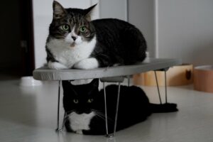 アイロン台を出したら上下にきれいにおさまった愛猫たちが話題に！「二段ベッドみたいな使い方が可愛い」