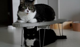 アイロン台を出したら上下にきれいにおさまった愛猫たちが話題に!「二段ベッドみたいな使い方が可愛い」