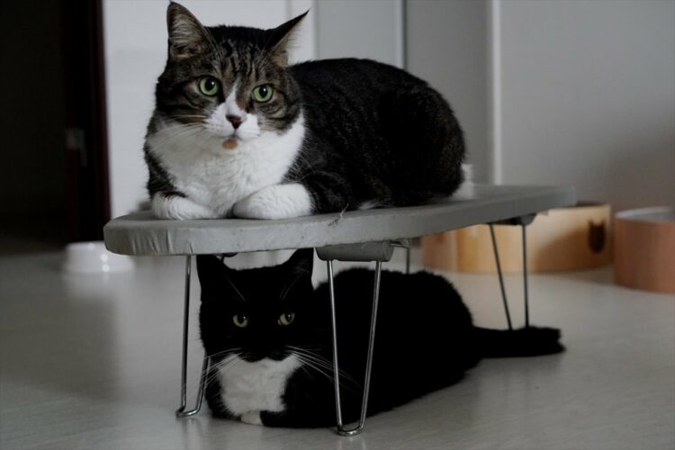 アイロン台を出したら上下にきれいにおさまった愛猫たちが話題に！「二段ベッドみたいな使い方が可愛い」