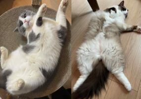 Twitter（X）でねこの盆踊り大会が大盛り上がりでトレンドに！たくさんのねこが参加して個性的な踊りを披露！