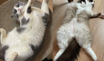 Twitter（X）でねこの盆踊り大会が大盛り上がりでトレンドに！たくさんのねこが参加して個性的な踊りを披露！